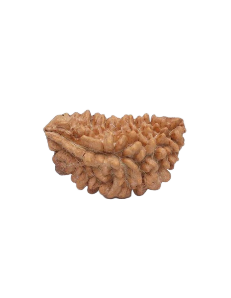 1 Mukhi Rudraksha - Lord Shiva primary product image