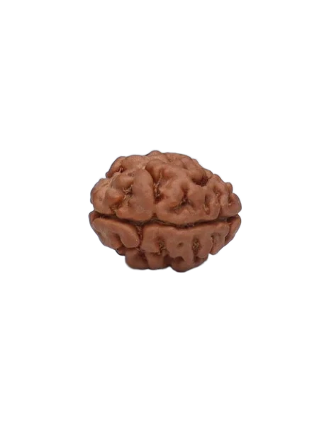 2 Mukhi Nepali Rudraksha - Lord Ardhanarishwar (silver capping) primary product image