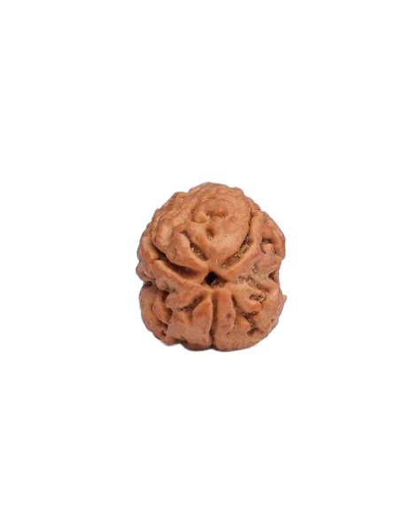 3 Mukhi Rudraksha - Agni Deva primary product image
