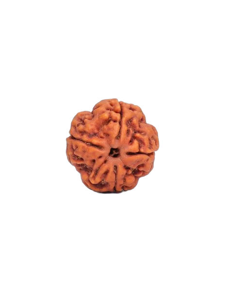 4 Mukhi Rudraksha - Brahma Deva primary product image