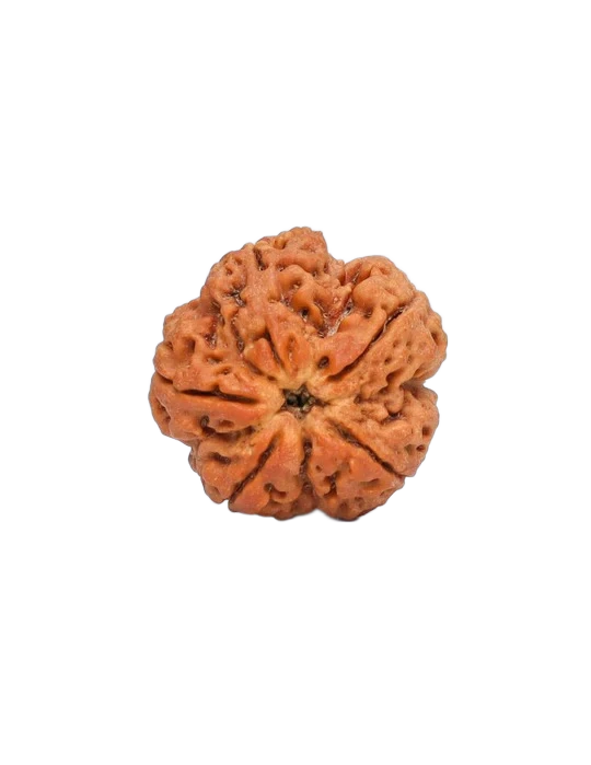 5 Mukhi Rudraksha - Kalagni Rudra primary product image
