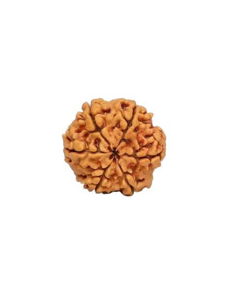 6 Mukhi Rudraksha - Lord Kartikeya primary product image
