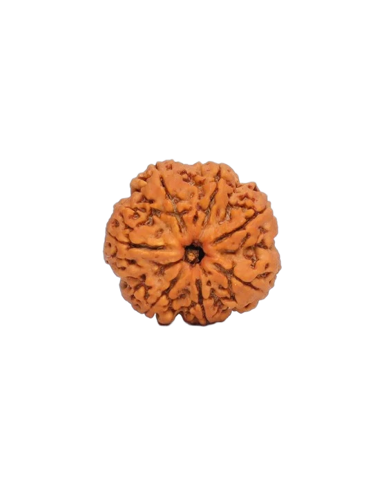 7 Mukhi Rudraksha - Goddess MahaLakshmi primary product image