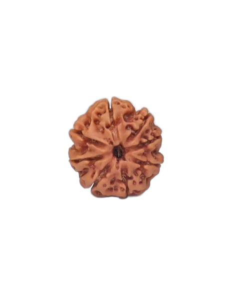 8 Mukhi Rudraksha - Lord Ganesha primary product image