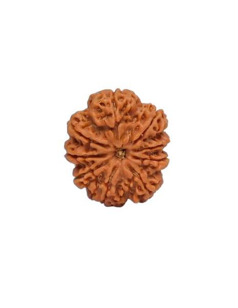 9 Mukhi Rudraksha - Goddess Durga primary product image