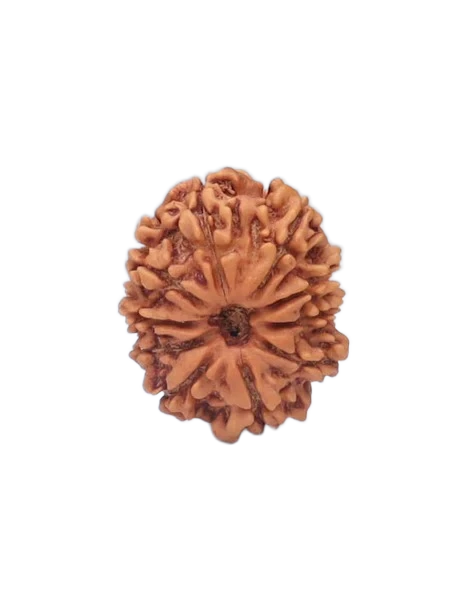 10 Mukhi Rudraksha - Lord Vishnu primary product image