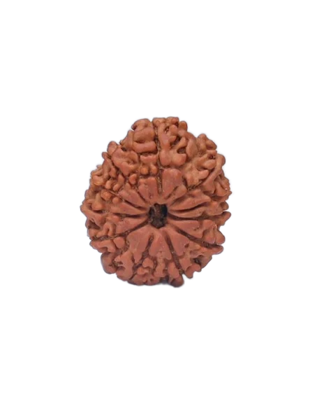 11 Mukhi Rudraksha - Lord Hanuman primary product image