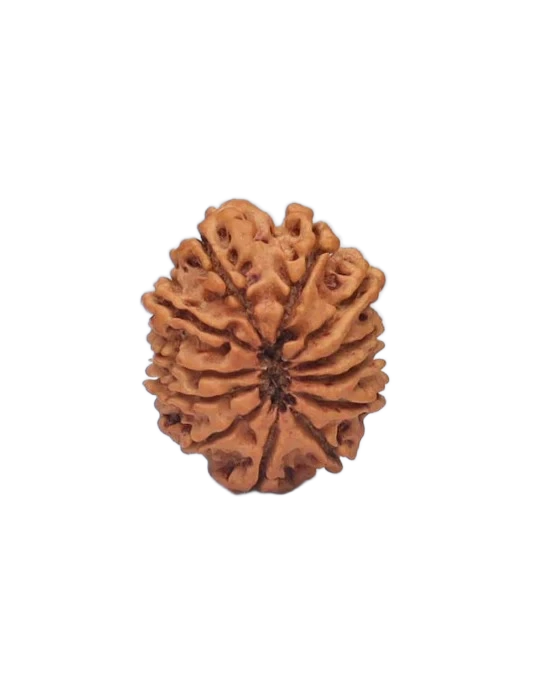 12 Mukhi Rudraksha - Surya Dev primary product image