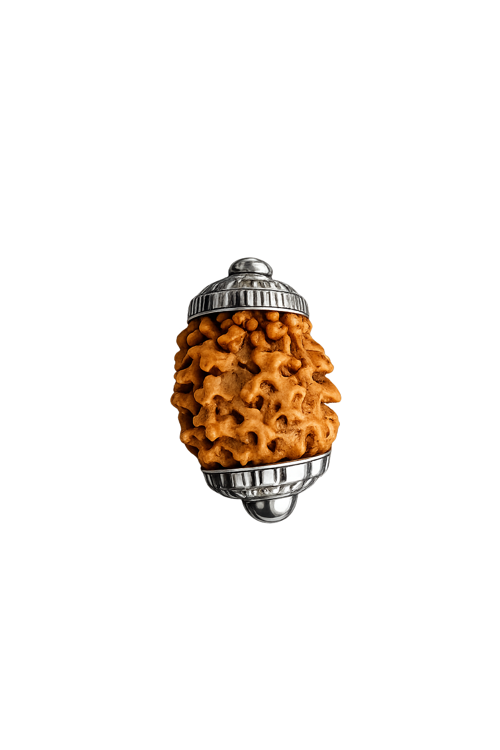 2 Mukhi Haridwar Rudraksha - Lord Ardhanarishwar primary product image